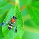 キスジセアカカギバラバチ。