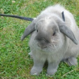 『初めてのうさんぽ'2009／（≡・　x　・≡）＼』の画像