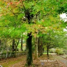 狭山市の風景*秋の智光山公園＃１