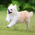 6-23-1　都築　らんちゃん　11歳　南あわじドッグラン・飛行犬撮影所にて