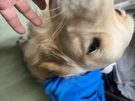 飛騨高山の木さまから沢山の犬服を頂きました🩷