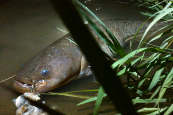 鯉焦がれ 来る魚 拒まず ライギョ ナマズ
