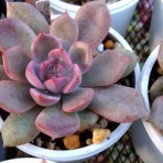 ☆かふぉかふぇ☆写真館