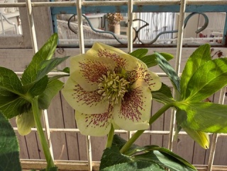 ＊小庭の隅っこ日陰で咲いたクリスマスローズ