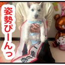 🐶ちーちゃん17才おめでとうですけどもっ🍰