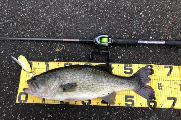 8月17日 琵琶湖 大雨後の北湖でハネモノにロクマル スーパーフィッシング グランダー結城