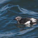 亜種アリューシャンウミバトの潜水など Pigeon Guillemot