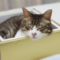 金の箱入り猫。