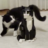 『うちの猫は自分そっくりなレゴに出会ったらどんな反応してくれるの？』の画像