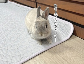 うさぎのルリ(3/28追記)