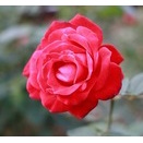 秋の柏の葉公園