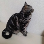 ﾈｺﾁｬﾝのﾆﾝｹﾞﾝ育成日記