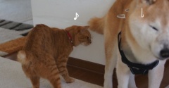 貫太のしっぽに付いていた何かが気になる猫
