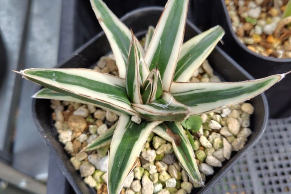 ３年植え替えしていない 氷山 3年植え替えしていない 氷山 （全世界で35万部のベストセラー