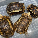 待望のエローサセオレガメ！一匹ずつ個別撮りでご紹介～