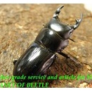 〇生体ご購入でポイント5倍＼(^o^)／