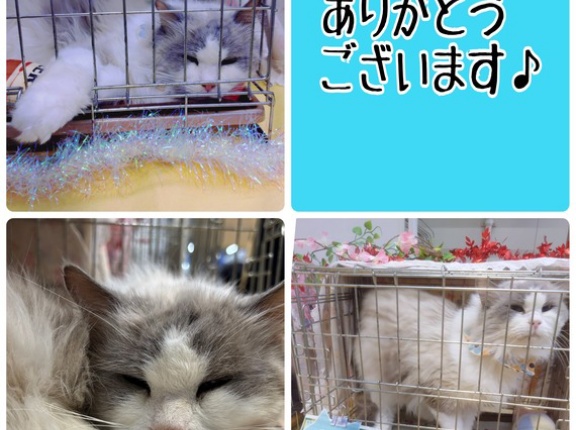 昨日は秘密結社ねこのひげ譲渡会♪