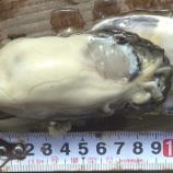 『回顧2015-2020(4200回記念)(4)』の画像