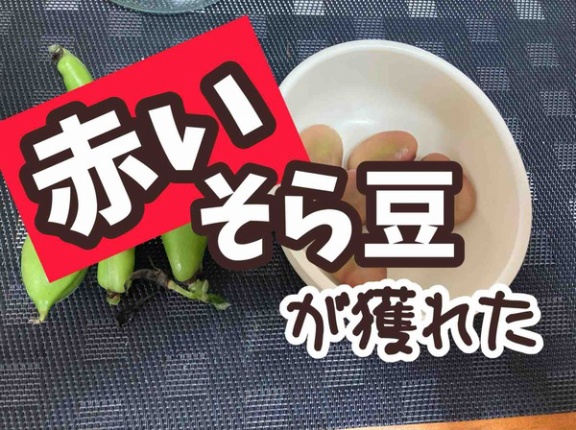 メルロコ農園だより。そら豆初収穫。