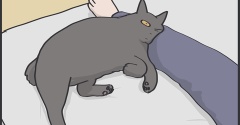 猫に足枕をしたい毎日