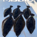 ヒラメキャスティング。