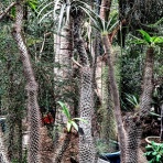 ユーフォルビア・オベサ・ドットコム