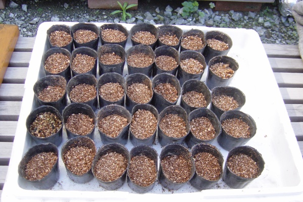 ハイポニカ水耕栽培で野菜の自給自足生活を 枝豆 黒豆 茶豆 緑豆