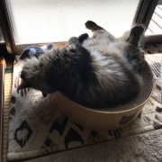 【猫写真】新しいぬいぐるみのおともだち