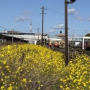 バフ・ビューティの芽吹き