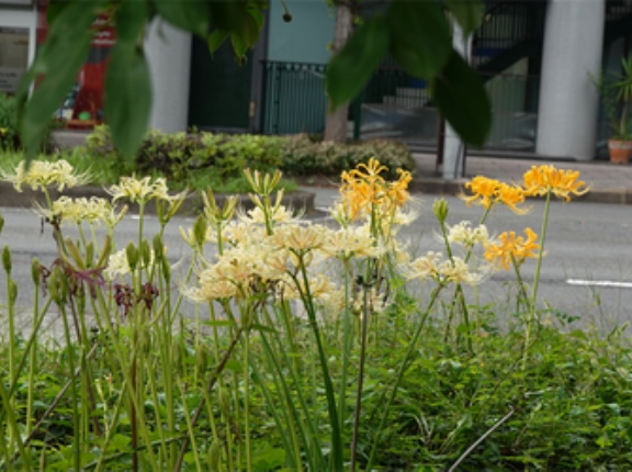 京都府立植物園前　ヒガンバナ