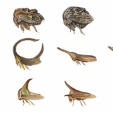 ダーウィンがツノゼミを発見したら何を思ったか