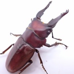 クワガタ備忘録