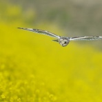 kita-papa のFF日記