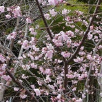 扇森稲荷神社ブログ