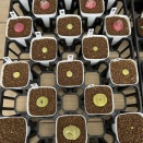 ちょっとレアな多肉たち入荷しました！