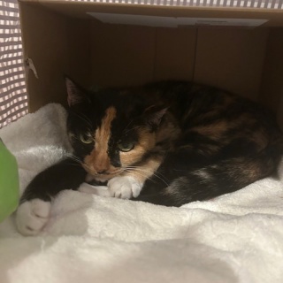 公園のネコたち