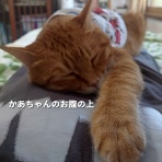 にゃんこ三昧な生活
