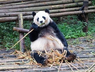 パンダ「竹しか食べません、優しいです、かわいいです」←害獣の熊とここまで違う理由