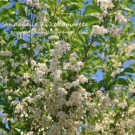 【ガーデニング】木の花は美しくともやはりこのエリアは欲しかった！
