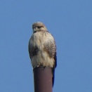 カワセミ撮れました