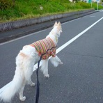 いんちょブログ