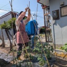 我が家の家庭菜園