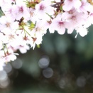 けりぐるみととらやんと札幌の桜(とら麦104)
