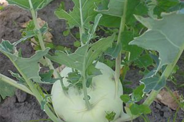 ドイツ野菜でぬか漬け コールラビ 発酵らぶ生活 In ドイツ