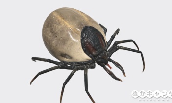 ティック（Tick）