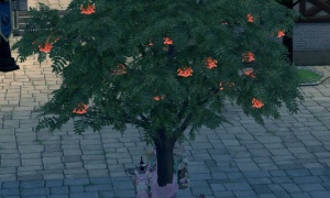 ちいかわのキノコ回みたいな木だな