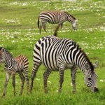 何で草食動物って肉食動物に集団で抵抗しないの？