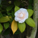 白つばき---2026年3月前半