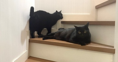 暑くなってだらける猫たち
