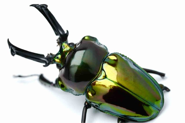 ニジイロクワガタ　美品 GOKUSAISHIKI - ニジイロクワガタ